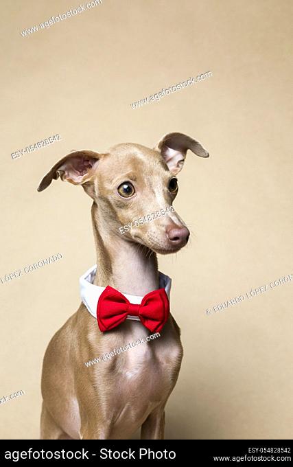 Studio portrait of little italian greyhound dog. Friendly and fun