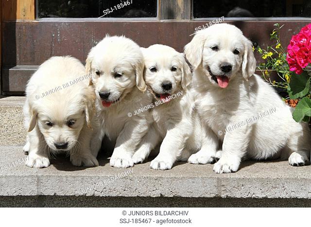 Golden Retriever. Four puppies (7 weeks old) on a stair