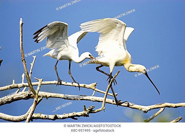 Eurasian spoonbill or common spoonbill Platalea leucorodia in the wetlands of the Danube Delta, juvenile begging for food on high tree  Europe, Eastern Europe