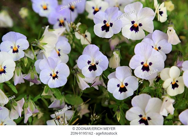 Horned pansy, Viola cornuta