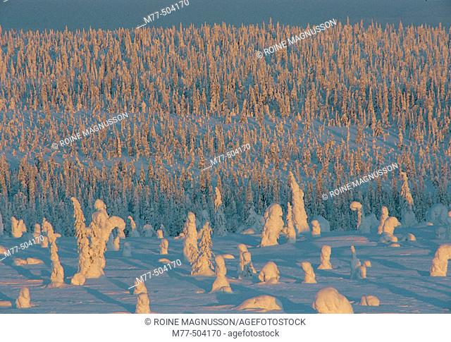 Taiga Forest in the North of Finland. Riisitunturi National Park