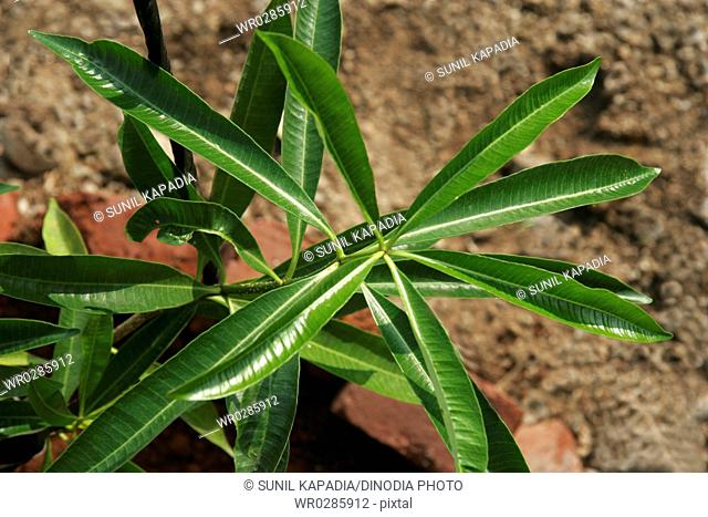 Ayurvedic medicinal plant , Scientific name: alstonia scholaris , English name white cheesewood , milkwood pine , blackboard tree pine