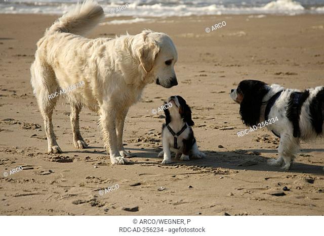 Golden Retriever meeting Cavalier King Charles Spaniel with puppy tricolour 12 weeks Netherlands