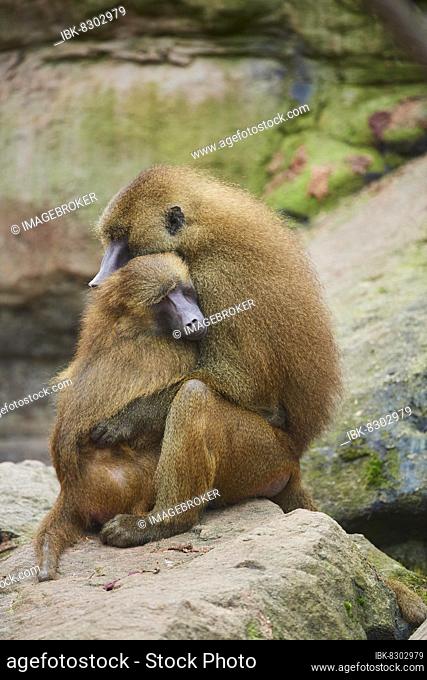 Guinea baboon (Papio papio), kuddeling, Bavaria, Germany, Europe