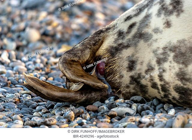 Grey seal (Halichoerus grypus) being born, series, Heligoland, Schleswig-Holstein, Germany