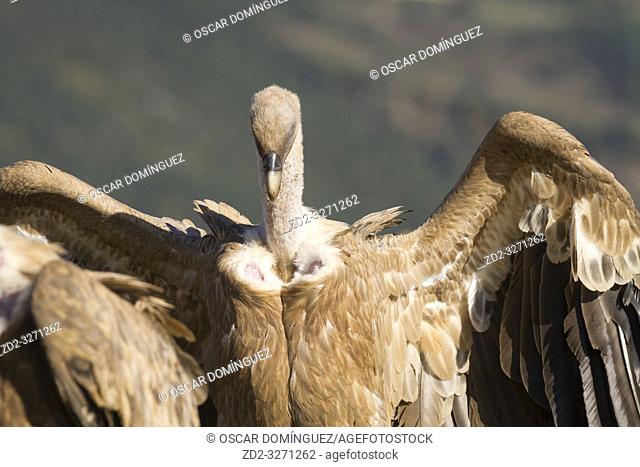 Griffon Vulture (Gyps fulvus) portrait. Lleida province. Catalonia. Spain