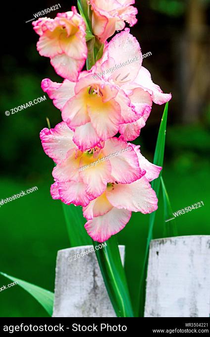 Light pink gladiolus flower in garden, close-up ** Note: Shallow depth of field