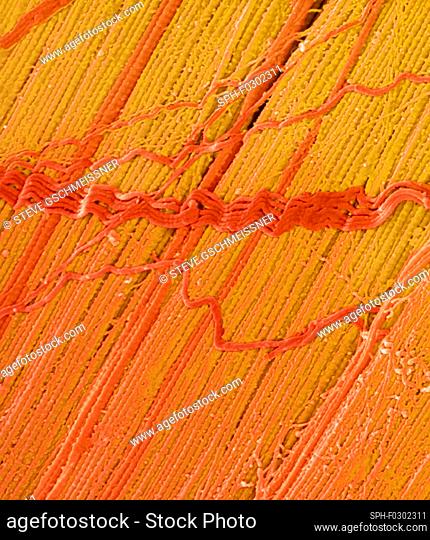 Tendon, coloured scanning electron micrograph (SEM), showing bundles of collagen fibres. The parallel alignment of the fibres make tendons inelastic but...