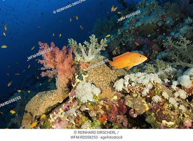 Coral Grouper and Soft Corals, Cephalopholis miniatus, Elphinestone Reef, Red Sea, Egypt