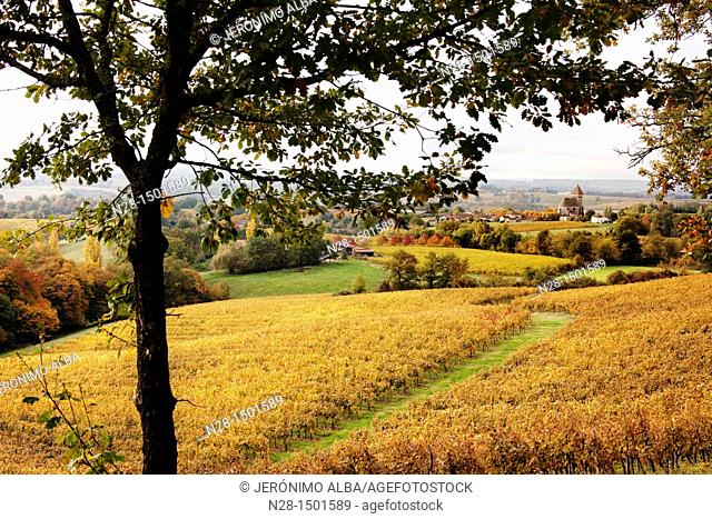Fields of grain, Samazan, Gers, Midi Pyrenees, France