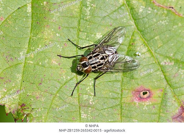 Female Fly Graphomyia maculata) Muscidae Brockley cemetery, Lewisham October 2014