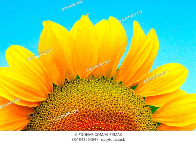 beautiful and big yellow sunflower closeup