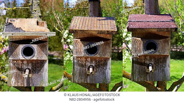 Image left:.Starling nest box (Sturnus vulgaris) was looted at night by a Stone Marten or Beech Marten (Martes foina). The marten has eaten a hole into the roof...