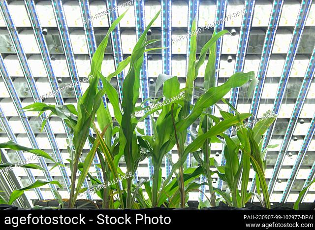 PRODUCTION - 06 September 2023, Saxony-Anhalt, Gatersleben: Corn grows under a blanket of lamps in the Pheno Sphere from the Leibniz Institute of Plant Genetics...