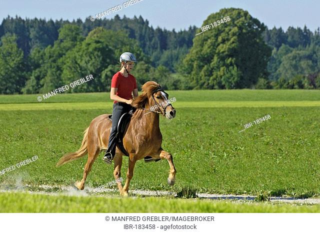Girl riding toelt on Icelandic horse