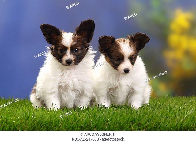 Papillons puppies 7 weeks Continental Toy Spaniel Butterfly Dog