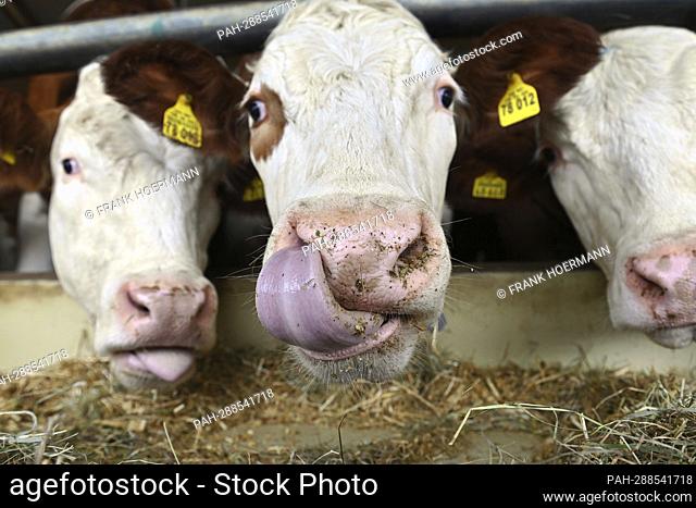 Oxen (about 24 months old) in stables, freestalls, tongue, ox tongue. - Pfaffenhofen an der Glonn/Bayern/Deutschland