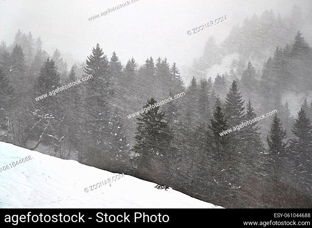 Forest in winter snow falling heavily blown by wind
