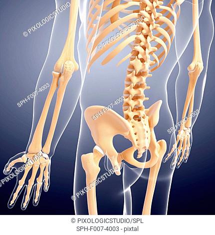 Human skeleton, computer artwork