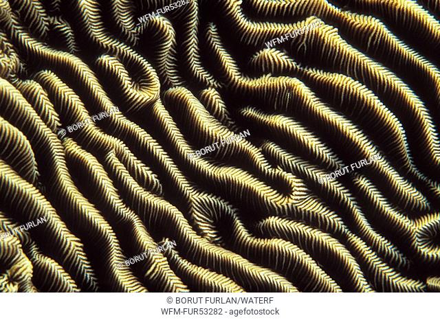 Lines of Brain Coral, Leptoria phrygia, Bunaken Nationalpark, Sulawesi, Indonesia