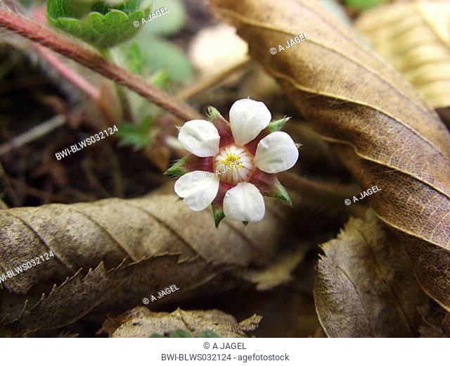 barren strawberry Potentilla sterilis, flower, Germany, North Rhine-Westphalia