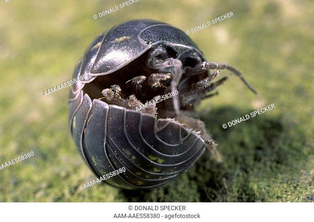 Pill Bug - unrolling from defensive position (Armadillidium vulgare) Ithaca, NY