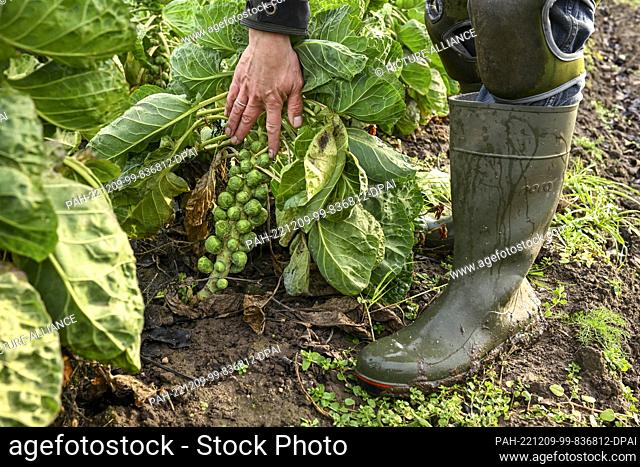 07 December 2022, Brandenburg, Potsdam: Farmer Markus Schüler harvests Brussels sprouts in a field from the Florahof organic vegetable farm in Bornim