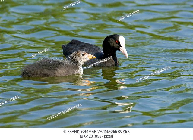 Eurasian Coot (Fulica atra), young bird and adult bird swimming, Thuringia, Germany