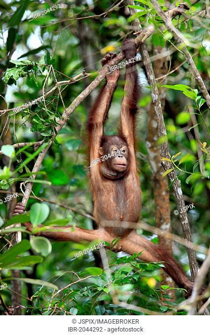 Bornean orangutan (Pongo pygmaeus), half-grown young climbing on tree, Sabah, Borneo, Malaysia, Asia