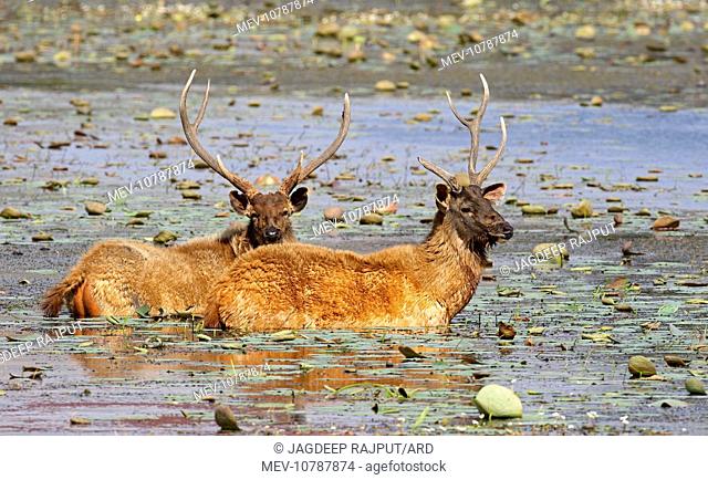 Sambar Deer - Stags in lake Rajbagh (Cervus unicolor / Rusa unicolor)