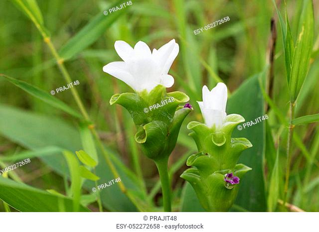 Krachiew or Siam Tulib is kind of flower in Northeast rain forest, chaiyaphum, Thailand