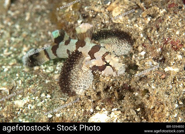Frogfish, Toadfish, Frogfish, Toadfish, Other animals, Fish, Perch-like, Animals, Banded Toadfish (Halophyme diemensis) adult, Ambon Island, Maluku Islands