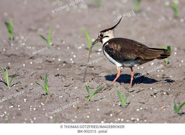 Northern Lapwing, Peewit or Green Plover (Vanellus vanellus) eating an earthworm