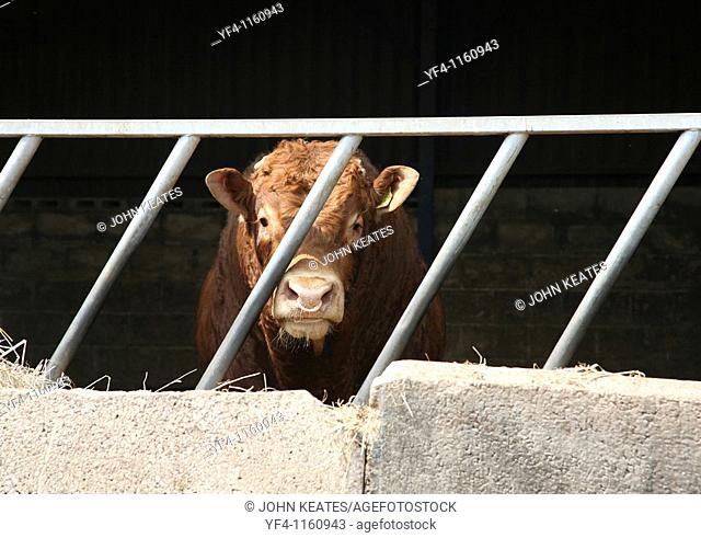 A Hereford Bull with a ring in it's nose in a pen