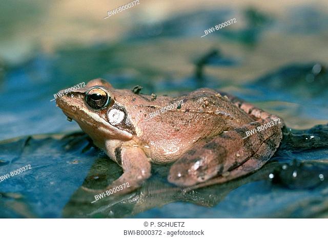 agile frog, spring frog (Rana dalmatina), sitting on a leaf in the water, side view