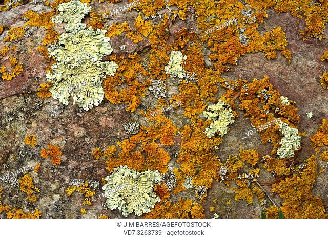 Folioses lichens Flavoparmelia caperata (green-yelow) and Xanthoria aureola (orange). Alt Emporda, Girona province, Catalonia, Spain