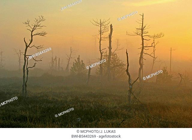 Kuleskog swamp in morning mist, spring, Sweden, Vaestergoetland, Upphaerad