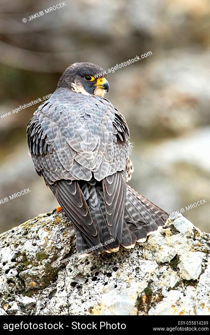 Majestic peregrine falcon, falco peregrinus, standing on rock in spring. Bird of pray looking to the camera on stone from rear view in vertical composition