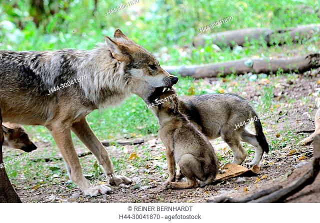 Canine, Canis lupus, European wolf, grey wolf, grey wolf, doggy, Isegrimm, young wolves, Jung's wolves, predator, predators, puppies, Wolf, wolf puppy, wolves
