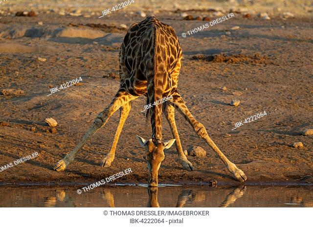 South African giraffe (Giraffa camelopardalis giraffa) male drinking at waterhole, evening light, Etosha National Park, Namibia