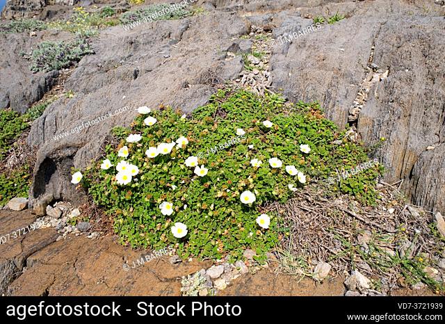 Salvia cistus (Cistus salviifolius) is a shrub native to south Europe, north Africa and western Asia. This photo was taken in Cabo Creus Natural Park, Emporda