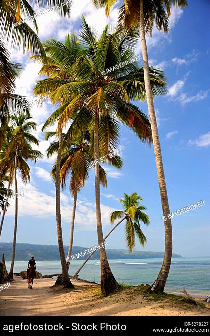 Coast with palm trees, Playa Bonitas, Samana, Dominican Republic, Central America