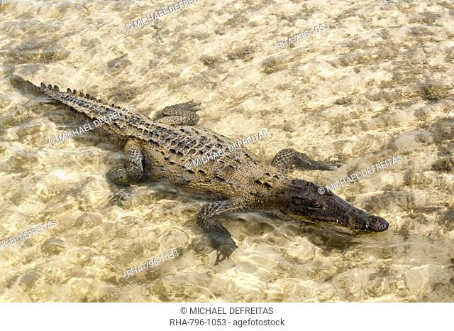 Saltwater crocodile in Punta Sur Park, Isla de Cozumel Cozumel Island, Cozumel, off the Yucatan, Quintana Roo, Mexico, North America