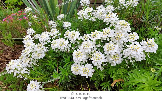 Wild candytuft, Bitter candytuft (Iberis amara), blooming in a flowerbed, Germany