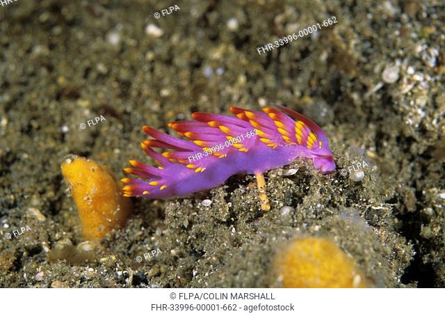 Sea Slug Flabbellina exoptata Police Pier, Lembeh Straits, Sulawesi, Indonesia