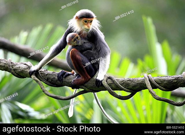 Red-shanked Douc (Pygathrix nemaeus) Langurs, female with young