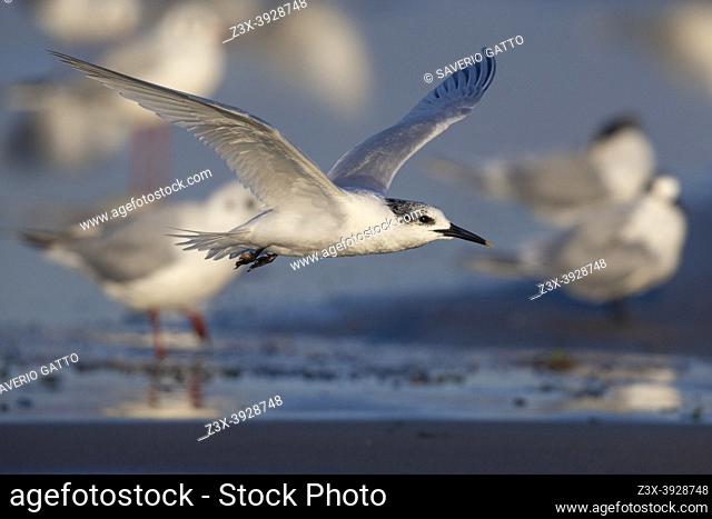 Sandwich Tern (Thalasseus sandvicensis), side view of an adult in winter plumage in flight, Campania, Italy