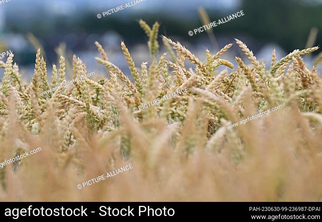 PRODUCTION - 29 June 2023, Hesse, Hofheim: Grain ears are still immature in a field near Hofheim am Taunus. The increasing dryness is also causing problems for...