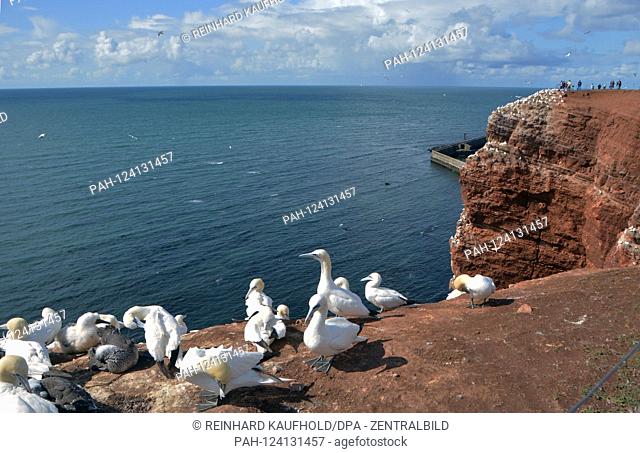 View of the ocher-red rocky coast (Buntsandstein) in the west of the North Sea island of Helgoland - breaming and resting on the cliffs, among others
