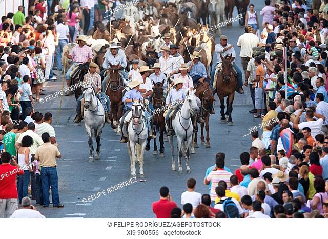 'Saca de las yeguas' festival, town of Almonte, province of Huelva, Andalusia, Spain. Dating back to 1504, every 26th of June